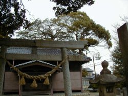 本殿右裏側に2本の御神木