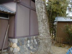 疣の木がいぼ神様