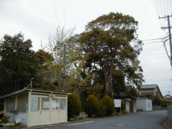 東側から見た御神木、手前が楠で奥が疣の木、楠のほうが高い