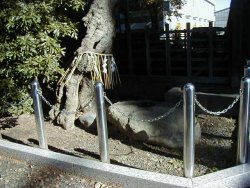 山桃の古木と疣石