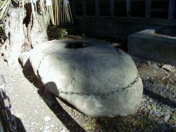 疣石の中央に水の溜まった窪み