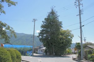 大きな木の中に堀内神社(後面)