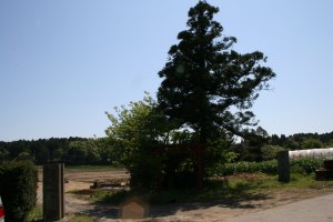 大きな木の真下にいぼ神様があります