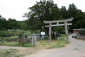 鳥居の後ろに参道ぞいにいちの巨樹