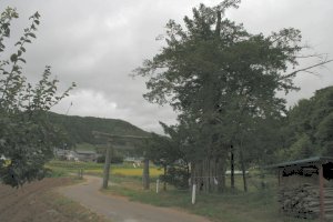 後方から見た白山神社参道沿いのいちいの巨樹