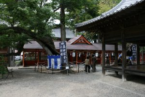 御本社の真向かいにある諏訪神社、神社の前の左側の夫婦欅