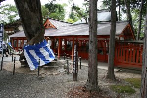 諏訪神社の前の右側の夫婦欅