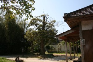 観音堂に向かって右側から見た椎の木