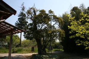 観音堂に向かって左側奥から見た椎の木