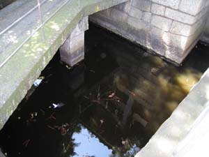石橋右側のよどんだ池の水