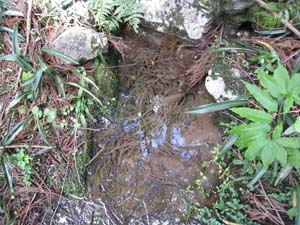 涌水の周りと水底に枯れた木片