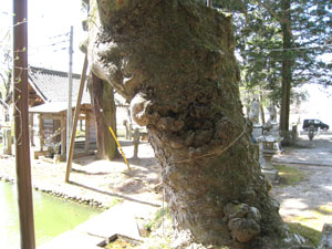 右方向から見たケヤキ
