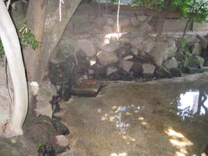 神社裏の左隅から湧き水が出ています