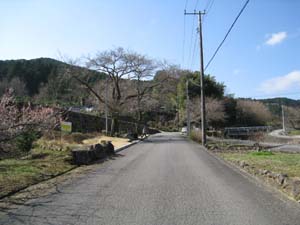 水池橋の手前の道路左脇、大きな木の下にいぼ石
