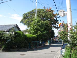 南方から眺めた佐久神社のタブの木