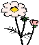 コスモスの花