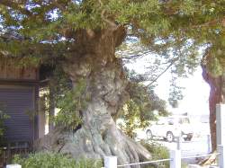 夫婦槇の雌株