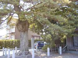 夫婦槇雄株の境内側から見たこぶ