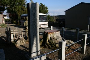 枯れた雄木の切り株