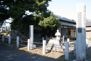 雌木は昔のままですが雄木は枯れました。