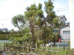 花の木のいぼ神様(2)