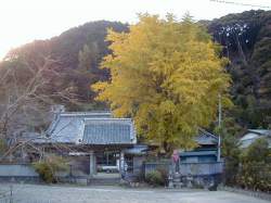 慈眼寺の大銀杏の木と大地蔵さん