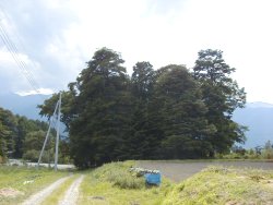 諏訪神社の鎮守の森