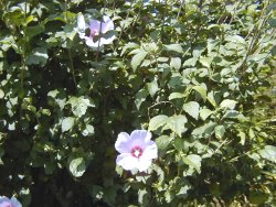むくげの葉でいぼをこすり、地蔵さんの同じ場所をこすってから地蔵さんに供えます。