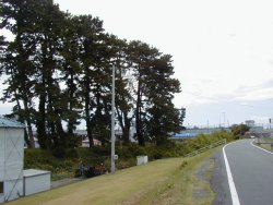 安倍川堤防から見た巨木の松林