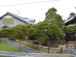 法泉寺の古い松